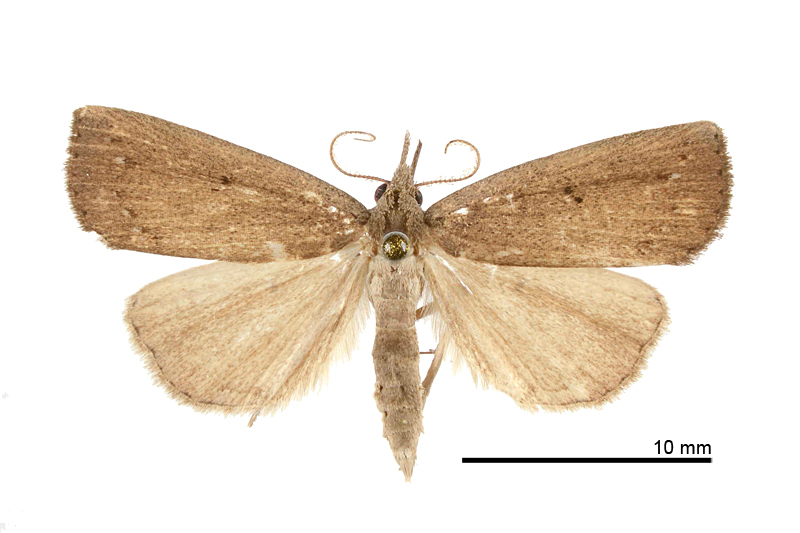 Stenhypena unicolor Male